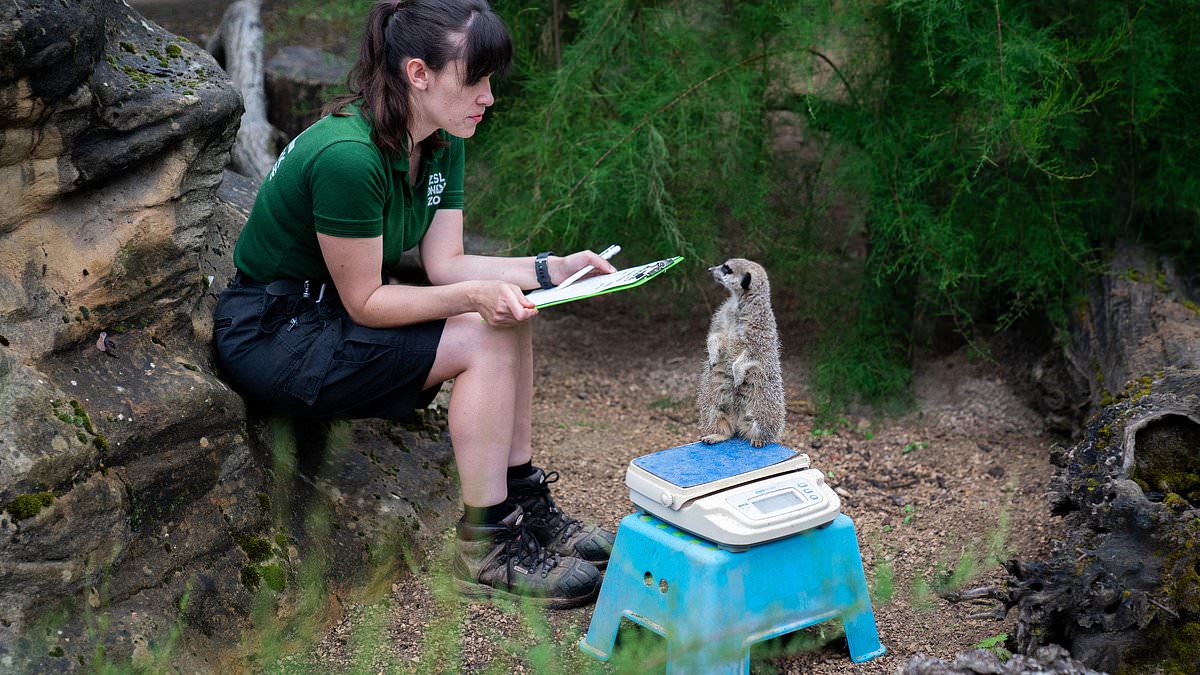 Featured image for "Annual Zookeepers' Weigh-In: Penguins, Gorillas, and a Meerkat Named Frank"