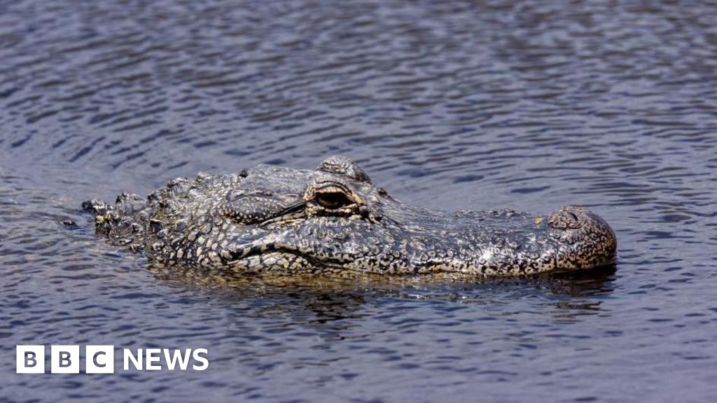 Featured image for Alligator Found with Missing Texas Woman's Remains