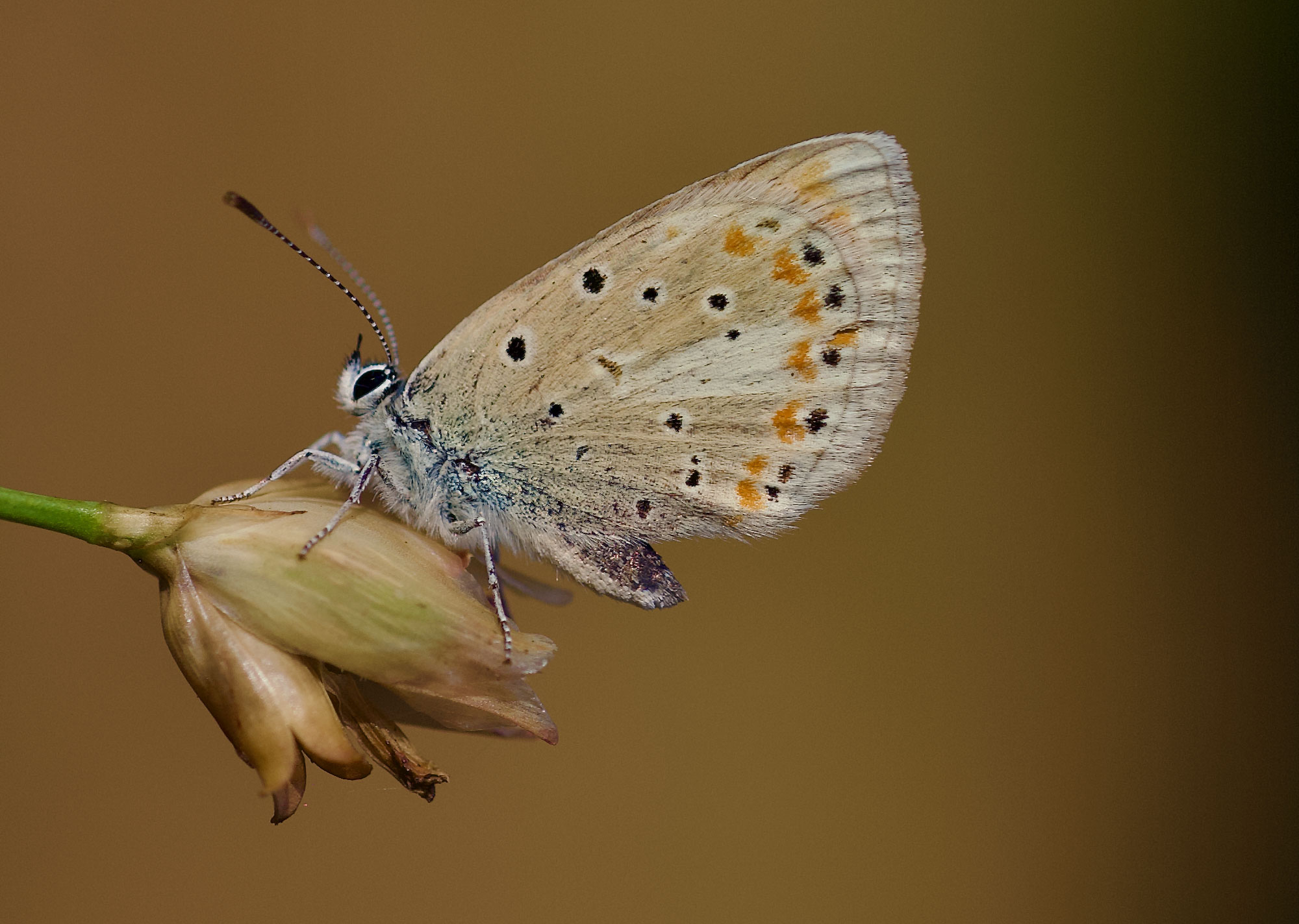 Featured image for Mysterious Creature Holds Earth's Highest Chromosome Count