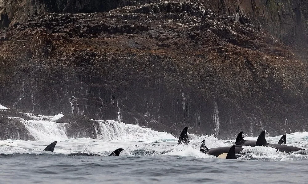 Twenty-orca pod stuns boaters off Channel Islands