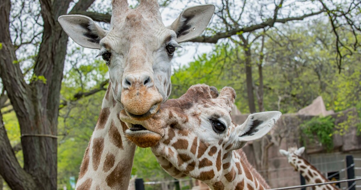 Featured image for Multiple Giraffe Deaths at US Zoos Raise Concerns.