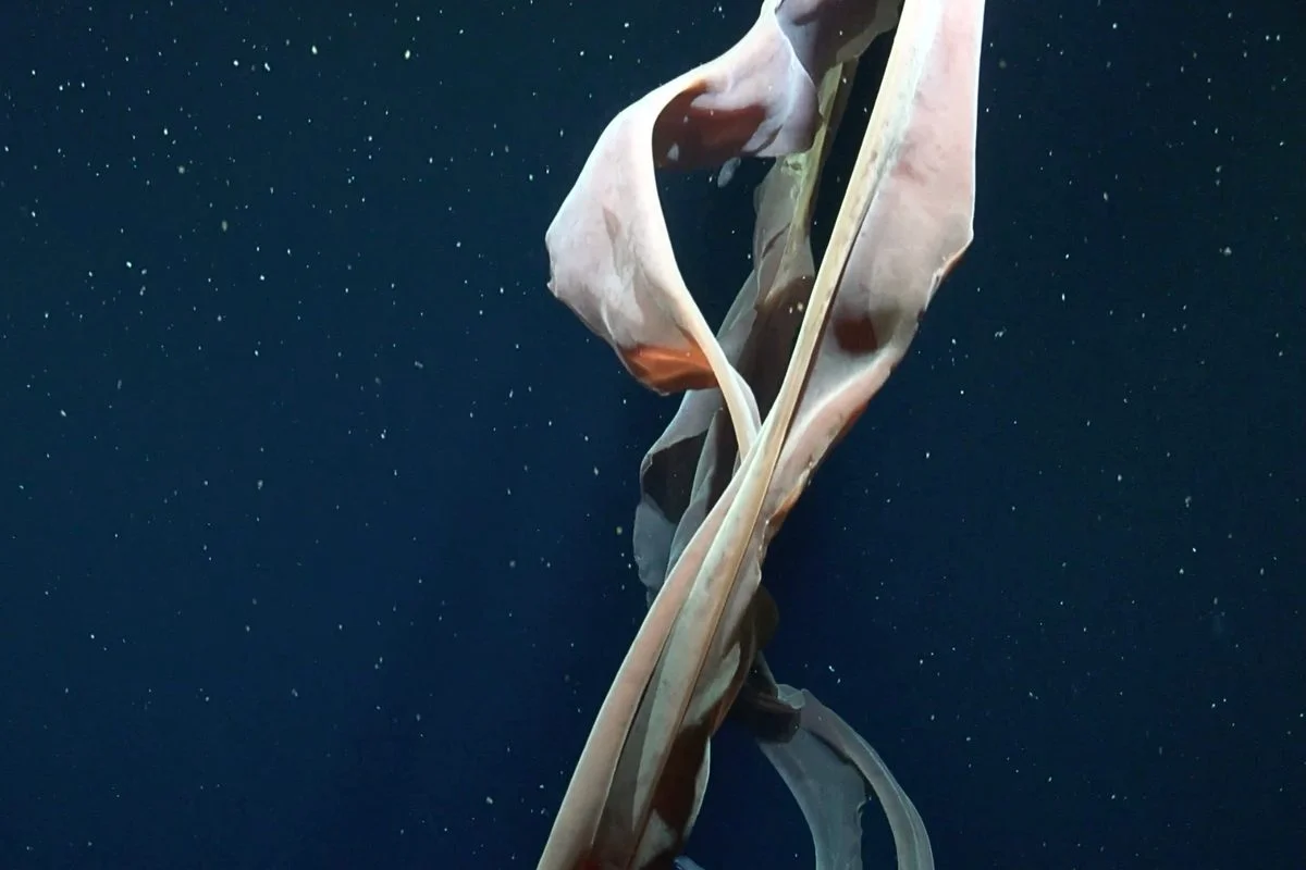 South Atlantic Deep Dives Reveal Giant Phantom Jelly, Massive Bathelia Reef and 28 New Species