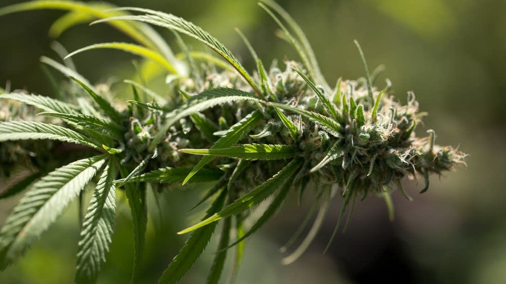 Featured image for Minnesota Nears Legalization of Recreational Marijuana with Negotiated Tax and Possession Limits.