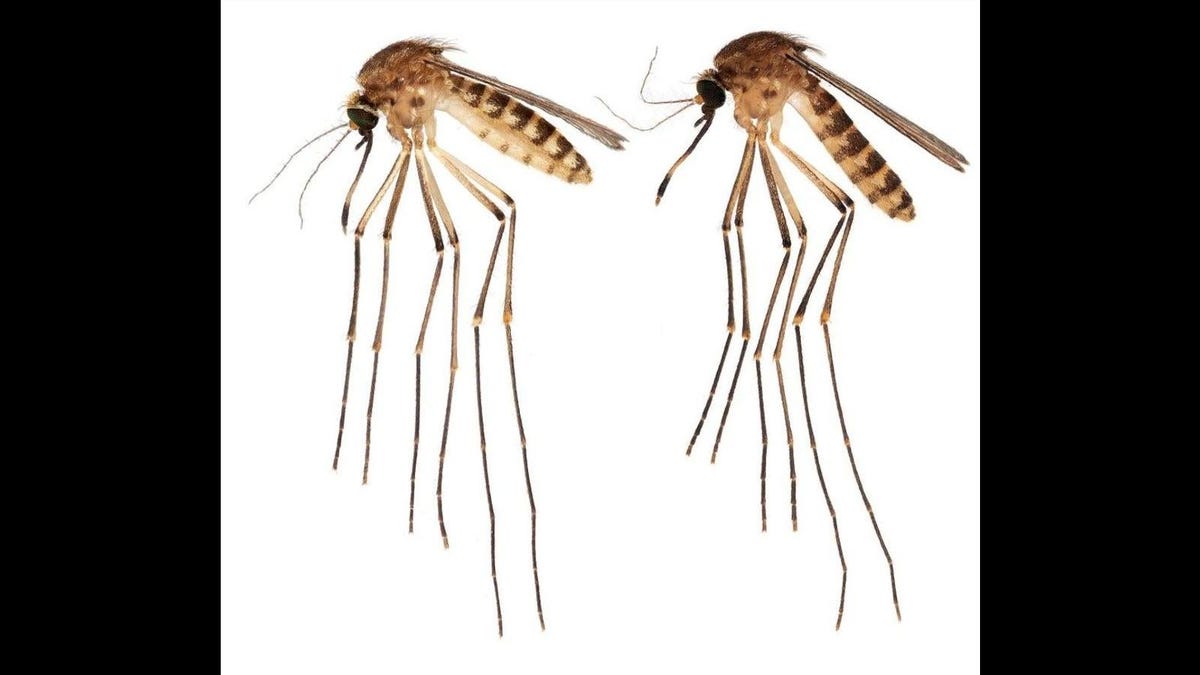 Invasive Culex lactator mosquito spreading in Florida.