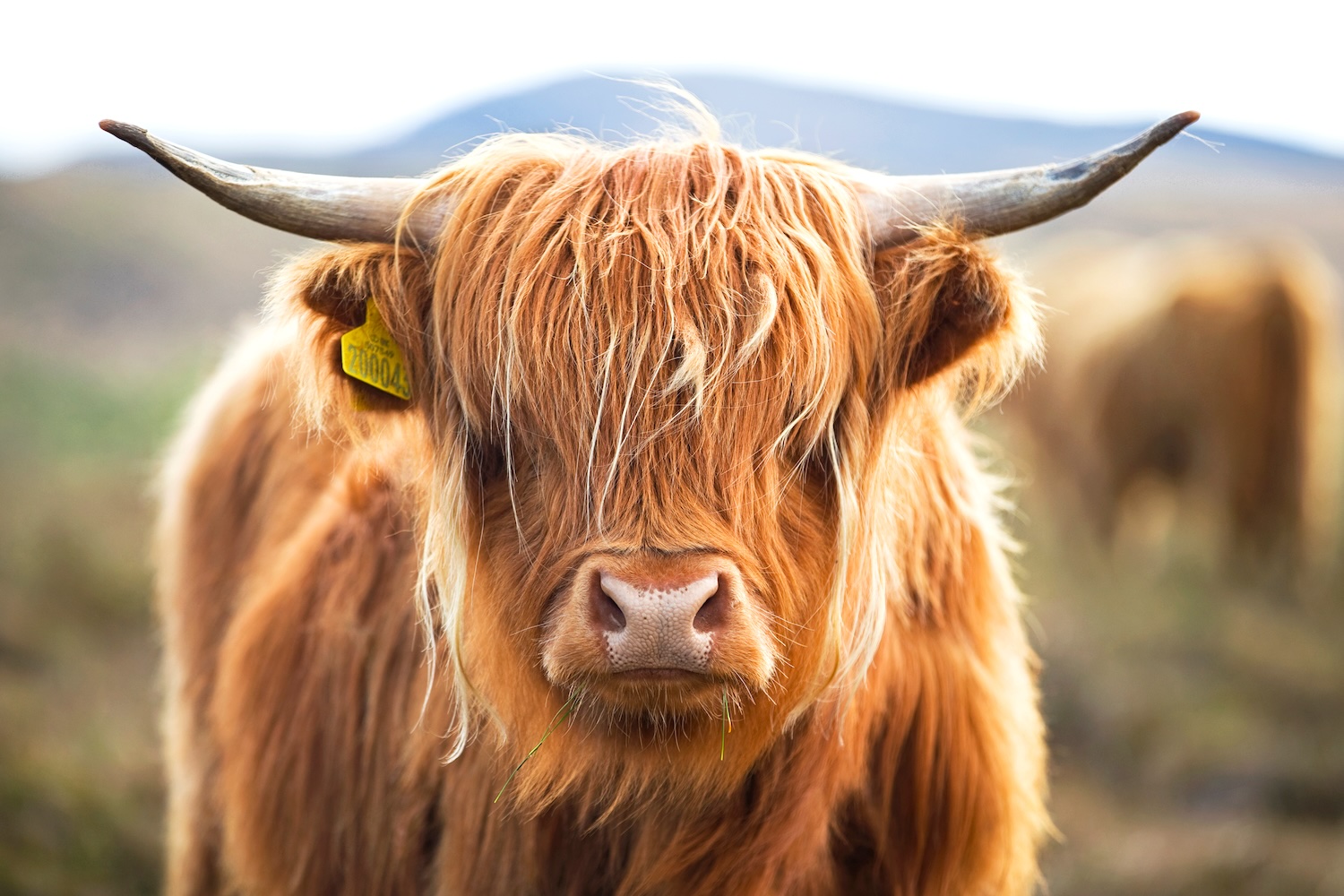 "Envy-Inducing Tresses: This Cow's Hair Outshines Humans!"