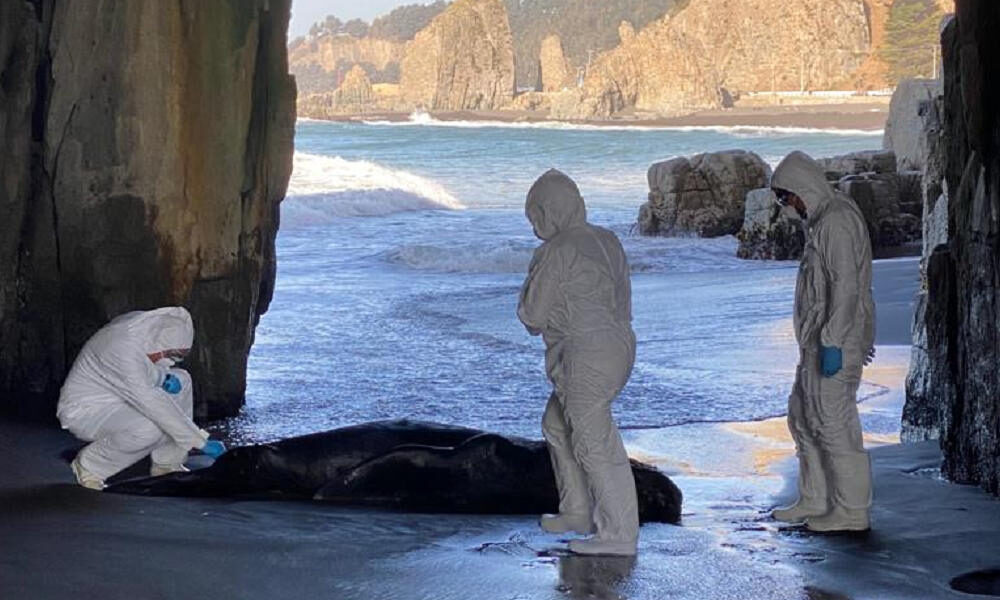 Chilean Sea Lions Ravaged by H5N1 Bird Flu