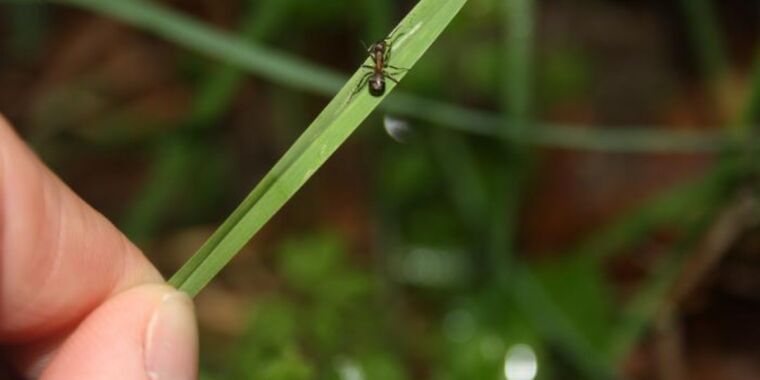 Featured image for The Terrifying Rise of a New "Zombie" Parasite