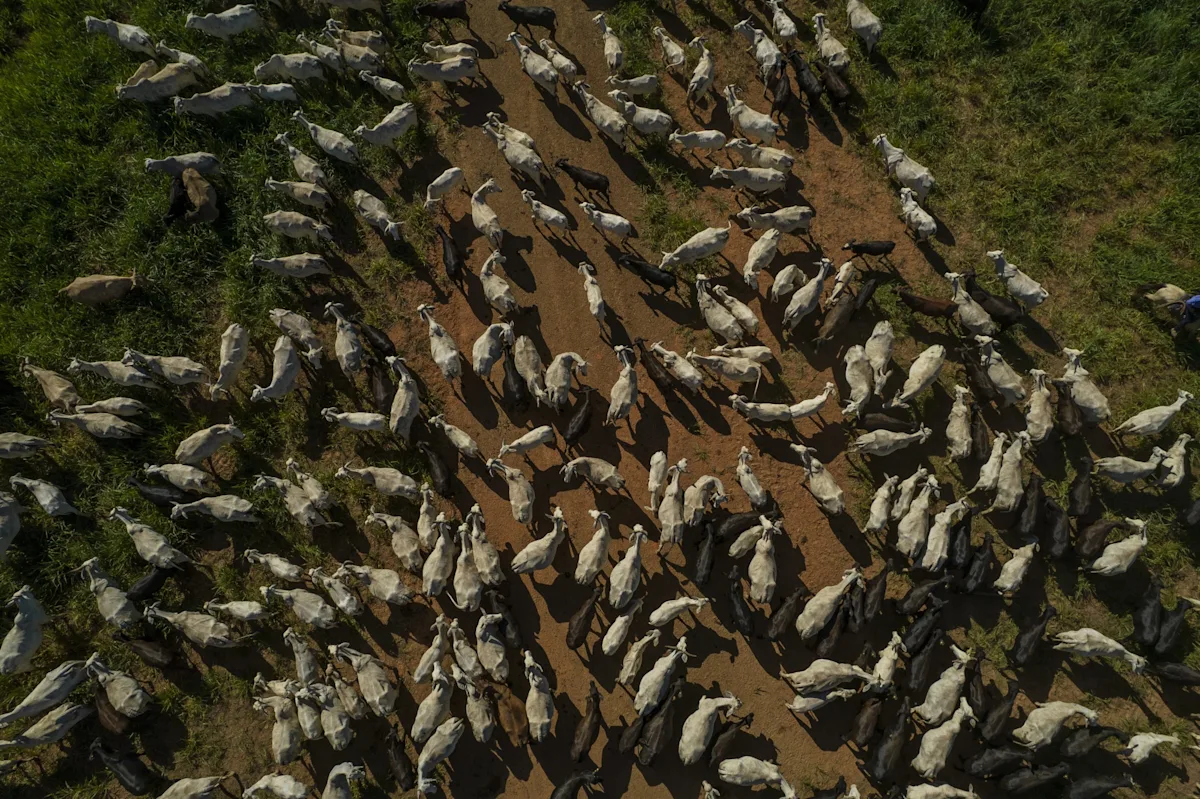 Featured image for Cheap Beef's Final Stand Threatened by Rising Costs