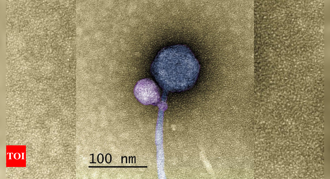 Featured image for Unprecedented Discovery: Viruses Form Unusual Attachments in Groundbreaking Study