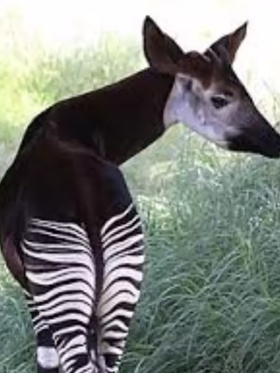 Featured image for Top 10 Most Unusual Animals on Earth