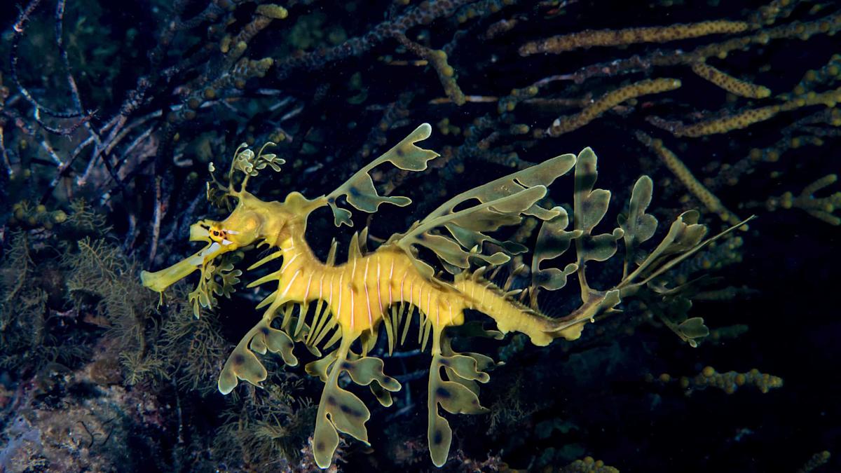 Featured image for Top 5 of the Most Bizarre and Terrifying Deep Sea Creatures