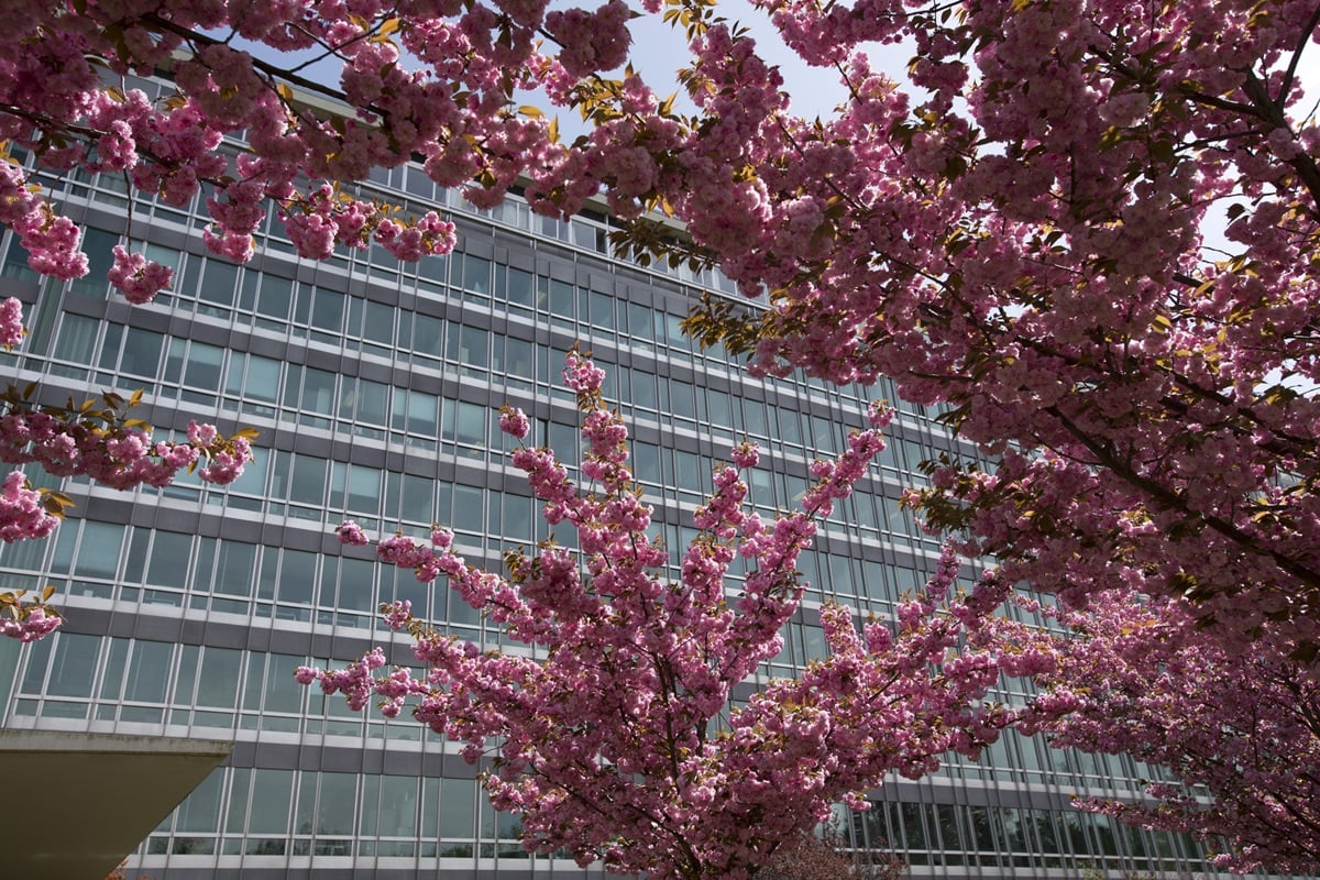 Featured image for "WHO Updates Terminology for Airborne Pathogens"