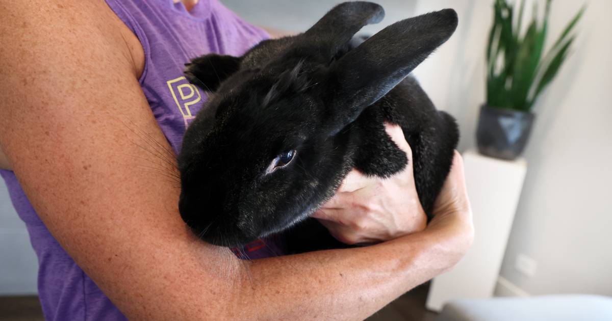"Fatal Outbreak: Chicago Bunny Cuddling Business Claims Two Lives with Deadly Rabbit Virus"