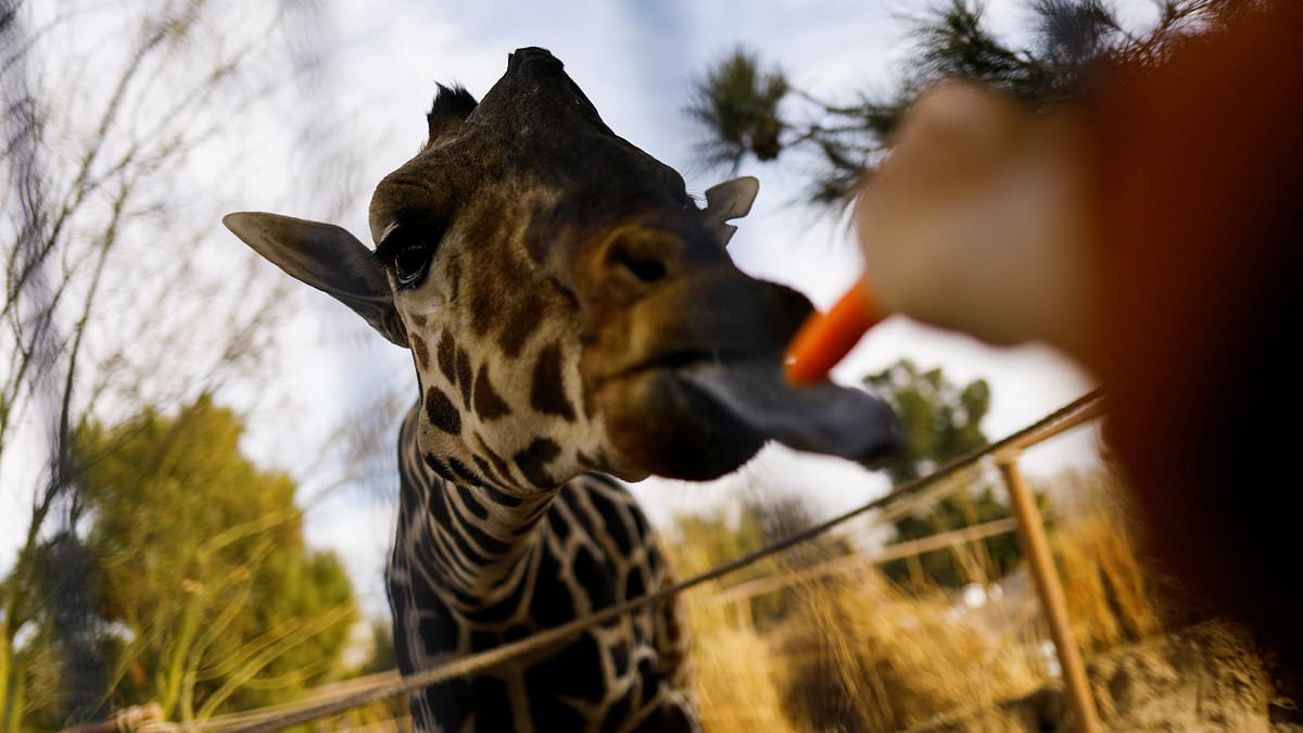 Benito the Giraffe's 40-Hour Journey to New Home