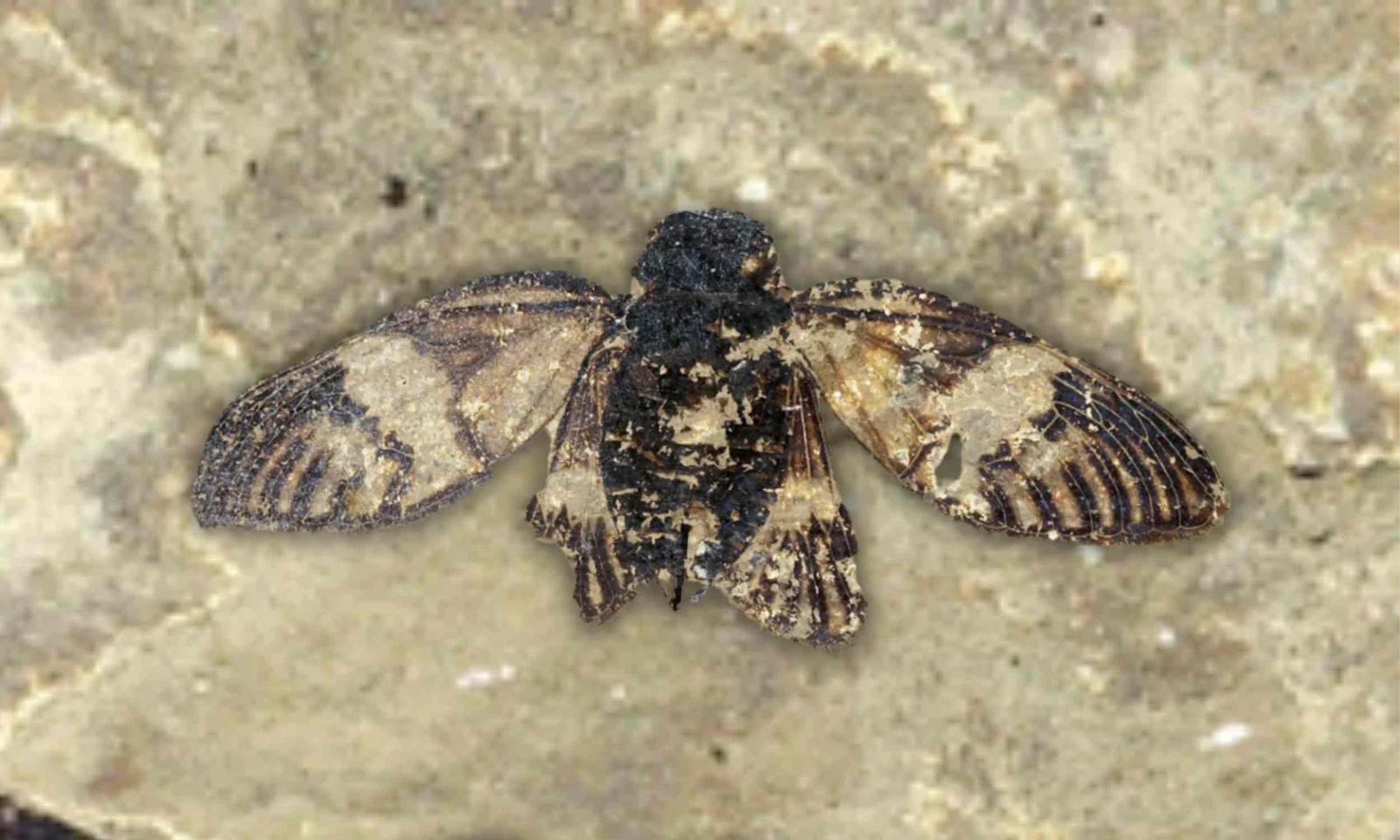 Ancient 47-Million-Year-Old Cicada Fossil Reveals Wing Details