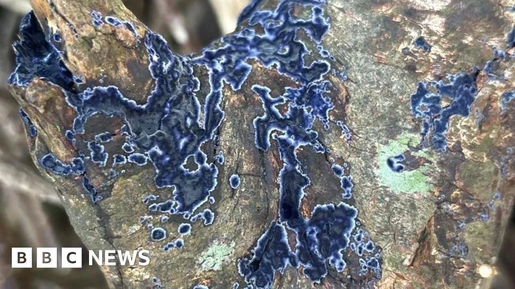 Cobalt Crust Fungus Reappears on Isle of Man After 50-Year Gap