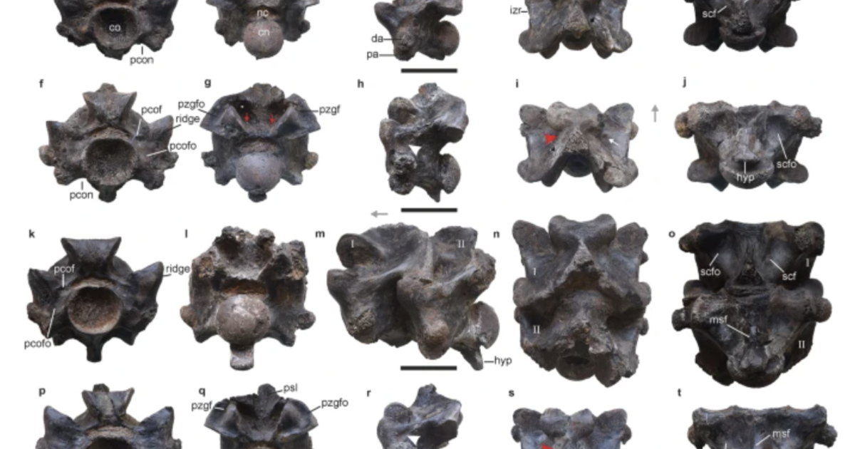 Featured image for "Gigantic Prehistoric Snake Unearthed in India: A Record-Breaking Discovery"