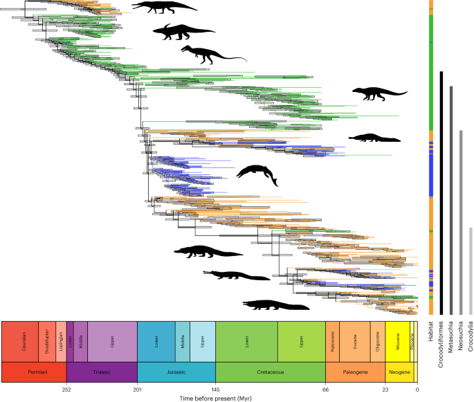 Featured image for Unraveling the Evolutionary Journey of Crocodile-Line Archosaurs