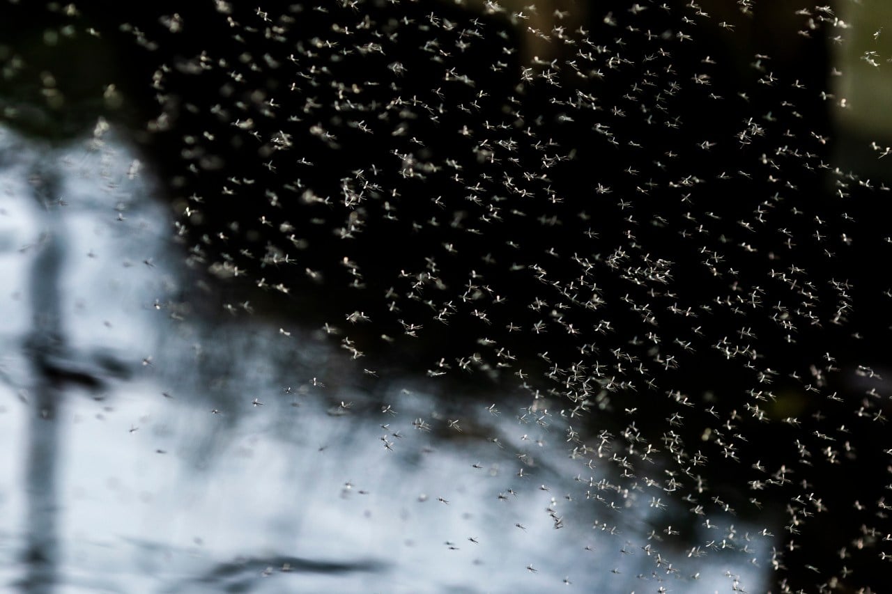 Featured image for Insect Invasion: Mysterious Swarms Overwhelm NYC
