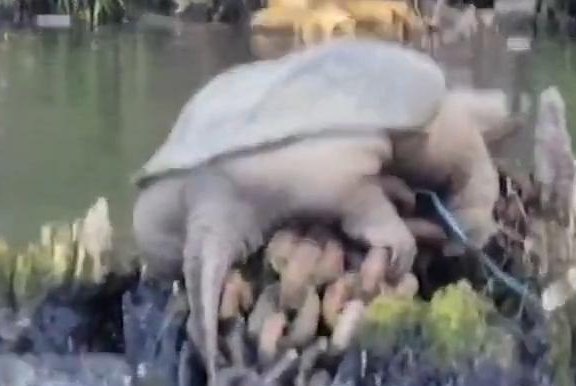 "Internet sensation: Meet Chonkasaurus, the massive snapping turtle of Chicago River"