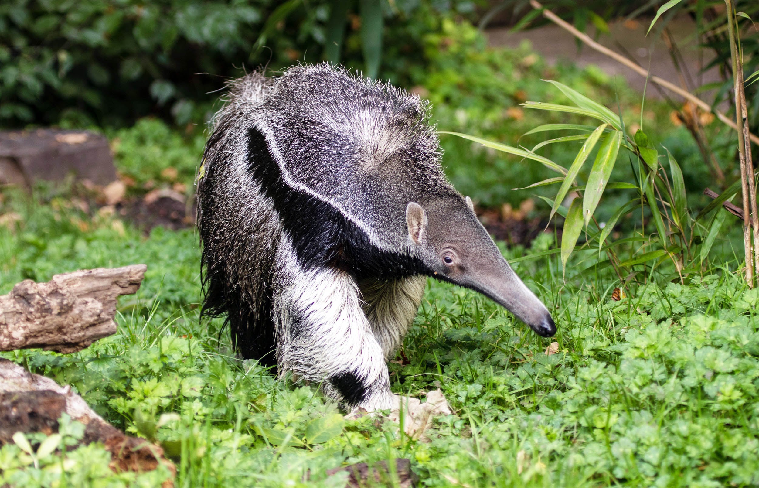 Featured image for Historically, evolution has repeatedly led to anteater-like creatures