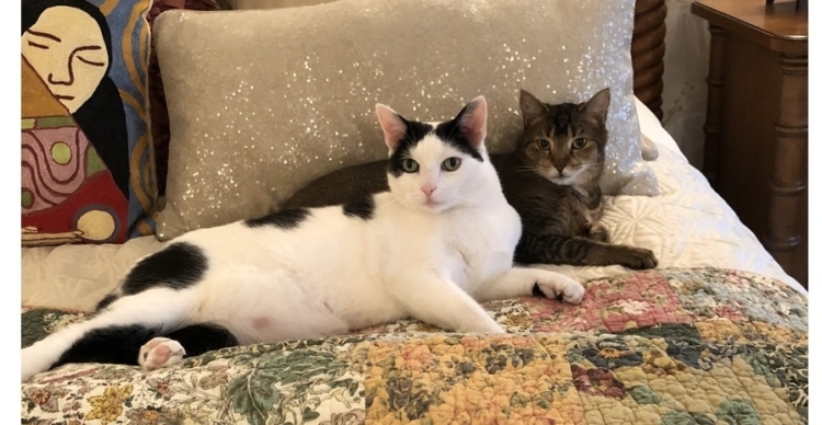 COVID-Infected Owner's Cat Experiences Sneezing Symptoms