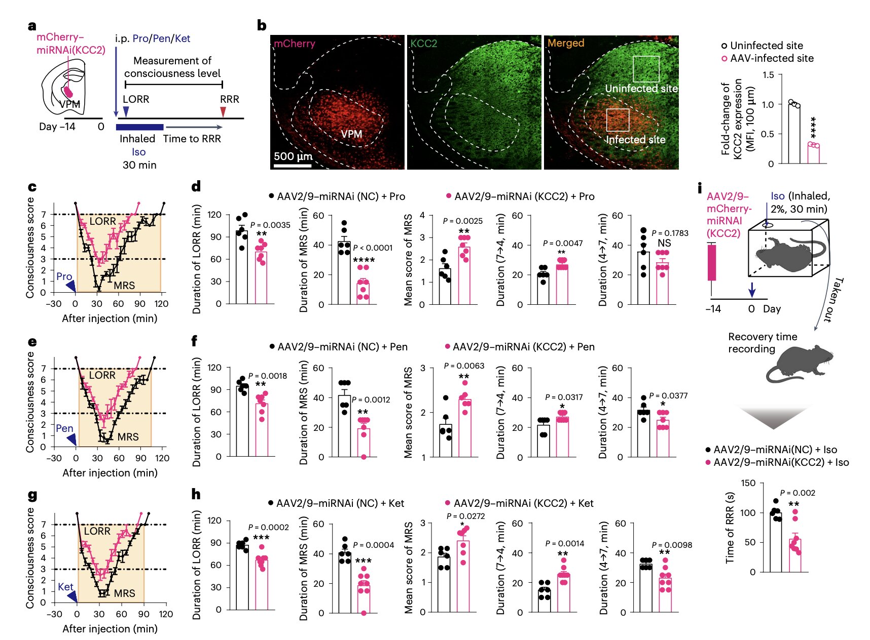 Unveiling the Neural Processes of Consciousness Re-emergence After Anesthesia.