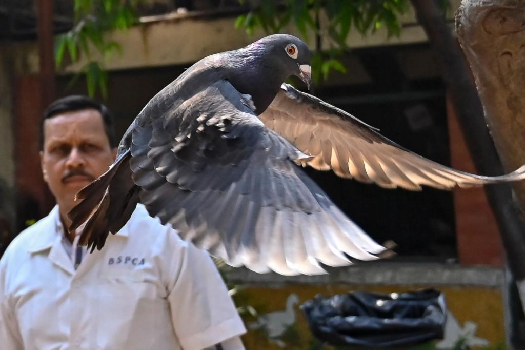Featured image for "Indian Authorities Release Suspected Chinese Spy Pigeon After 8-Month Detention"