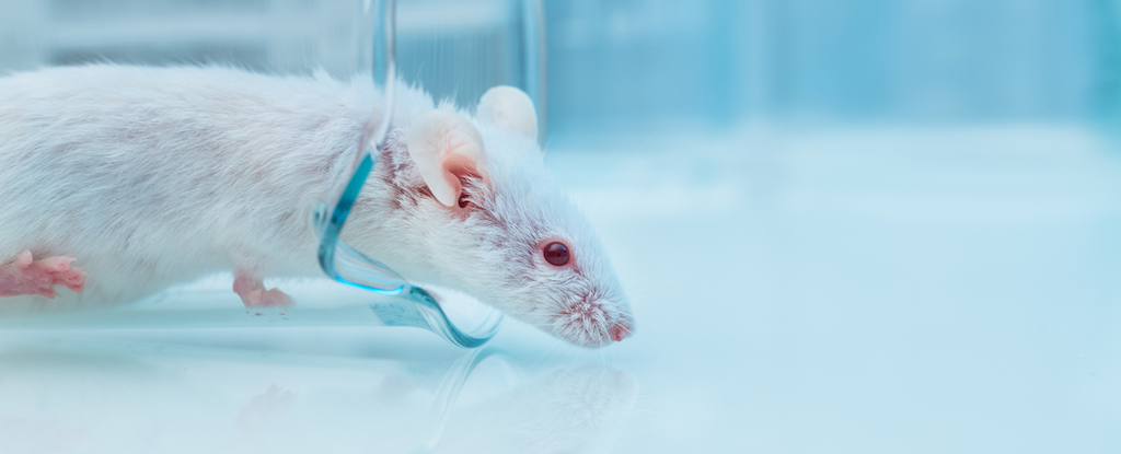 Featured image for Combination Drug Extends Mouse Lifespan by 30%