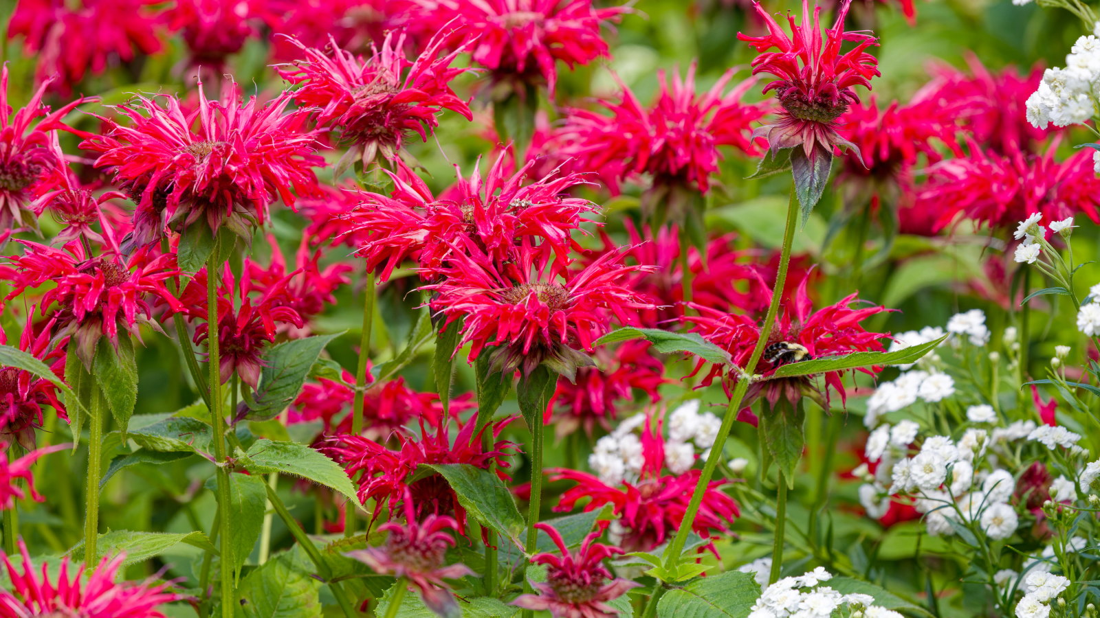 Featured image for Best Time to Prune Bee Balm for Healthy Growth