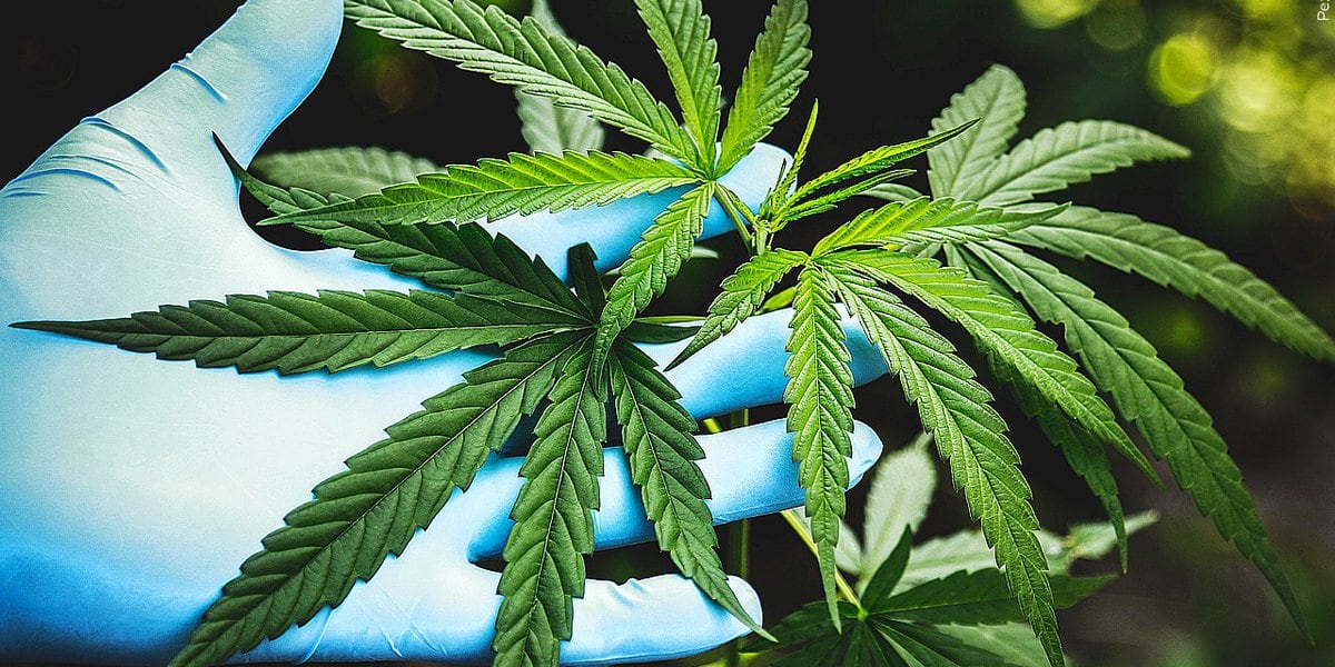 Minnesota Senate Approves Recreational Cannabis Legalization Bill by One Vote Margin.