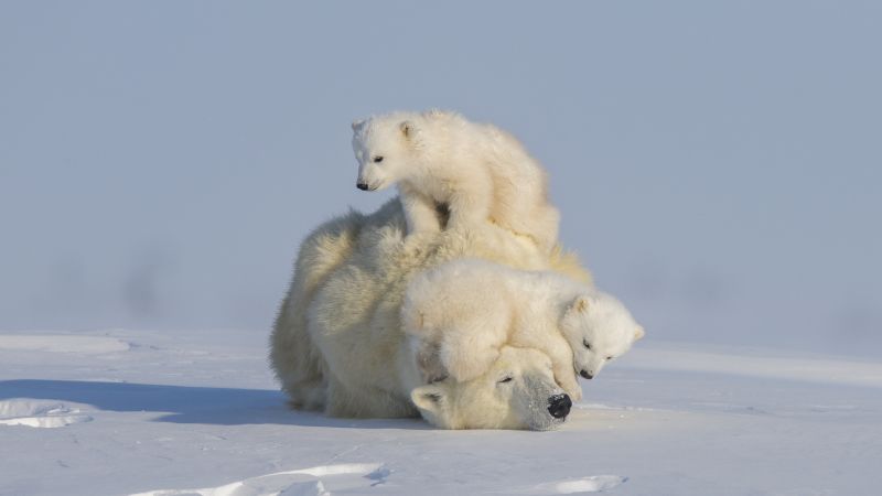 "Stunning Wildlife Photography Highlights Endangered Animals"