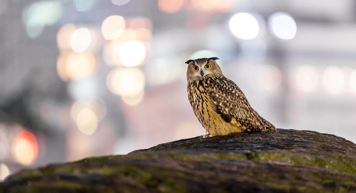 Featured image for Beloved New York City Owl, Flaco, Dies in Building Collision
