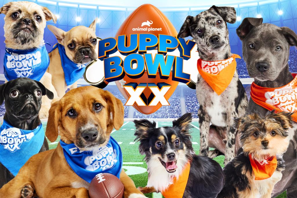 "Puppy Bowl 2024: Team Ruff's Adorable Upset and Best Moments"