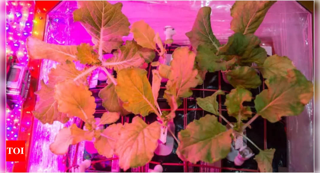 Featured image for China's Space Farming Success: From Orbital Gardens to Lunar Exploration