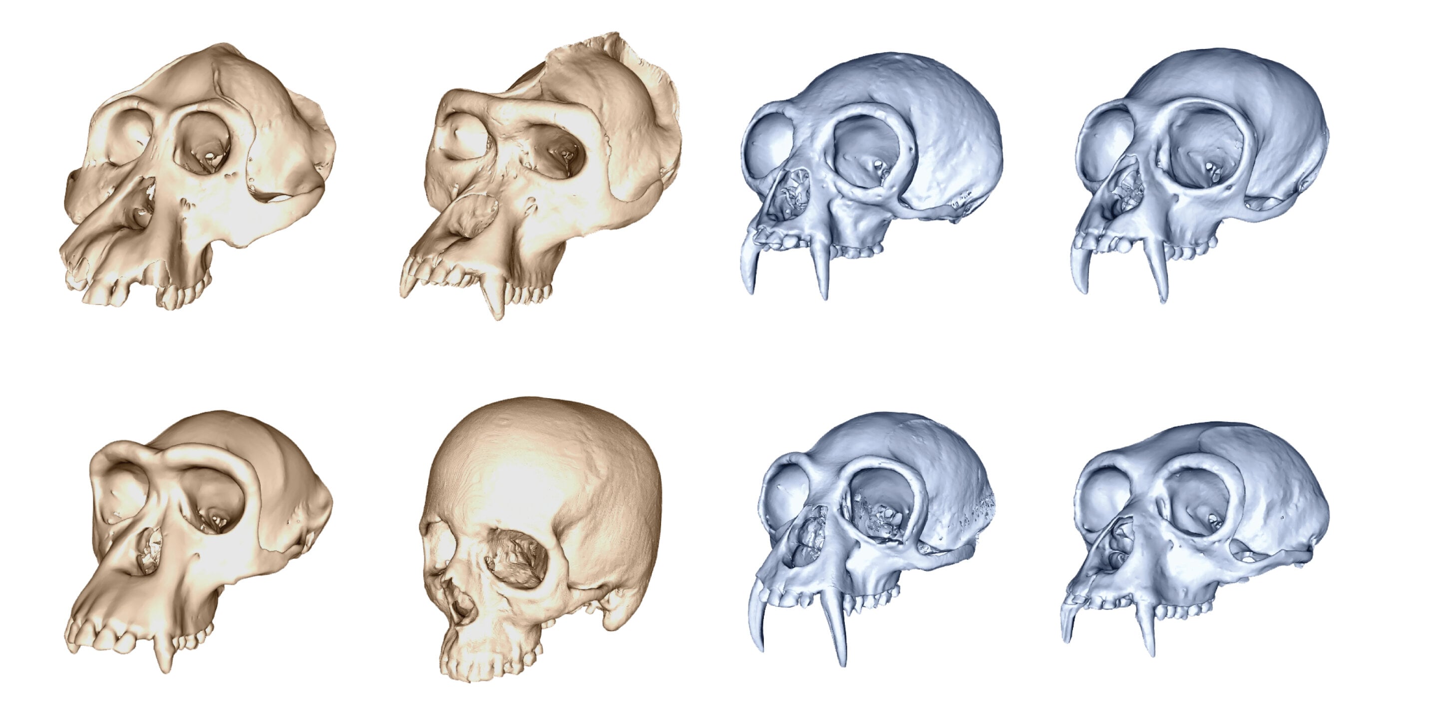 Featured image for Humans Evolved Rapidly Among Apes, 3D Skull Study Finds