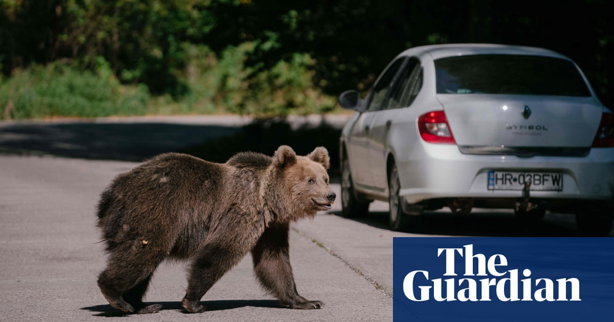 Featured image for Romania Orders Bear Cull After Fatal Attacks on Hikers