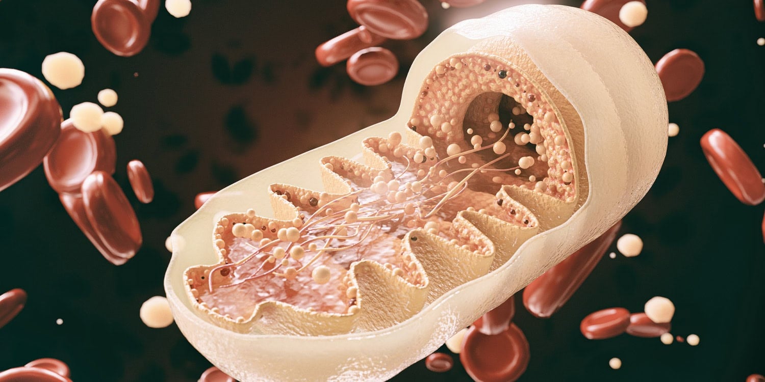Featured image for Mitochondria Connect Stress, Brain Function, and Mental Health