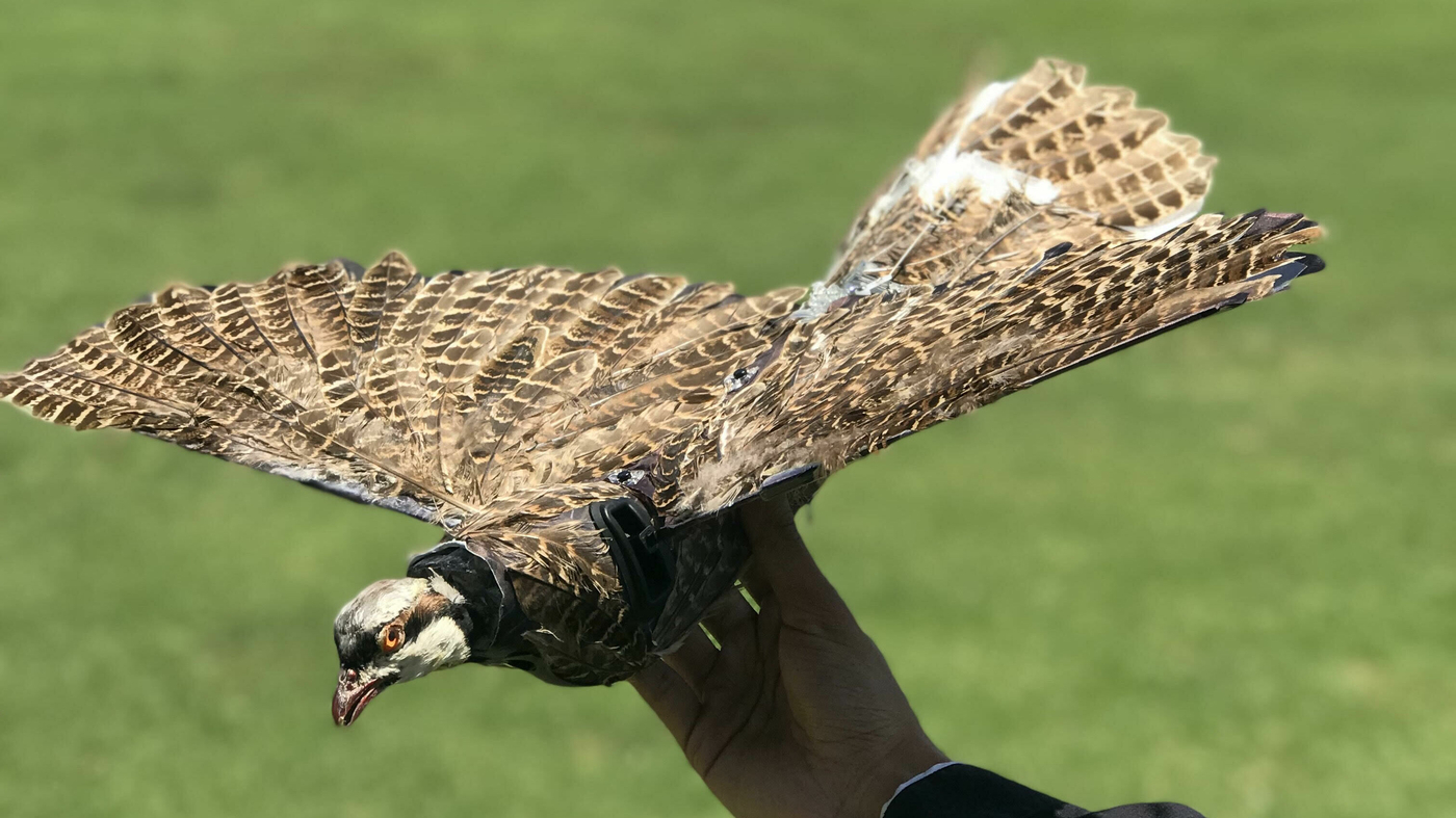Featured image for "Bird-Inspired Drones Take Flight: Engineering Innovation in Action"
