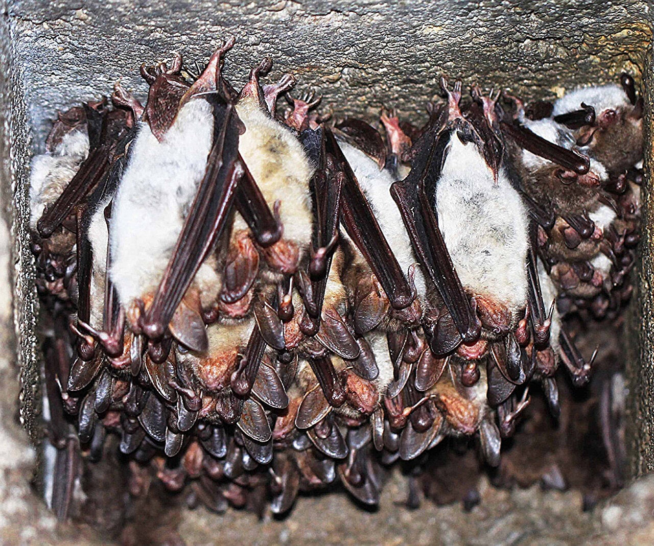 Featured image for "Bats: The Key to Preventing Disease X and Future Pandemics"