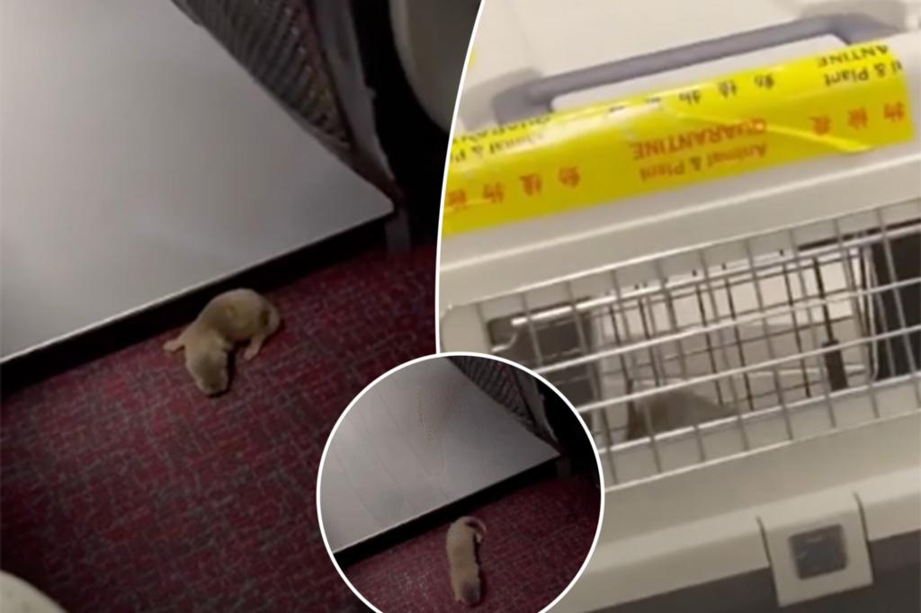 In-Flight Chaos: Escaped Rat and Otter Terrorize Passengers on Taiwan-Bound Flight