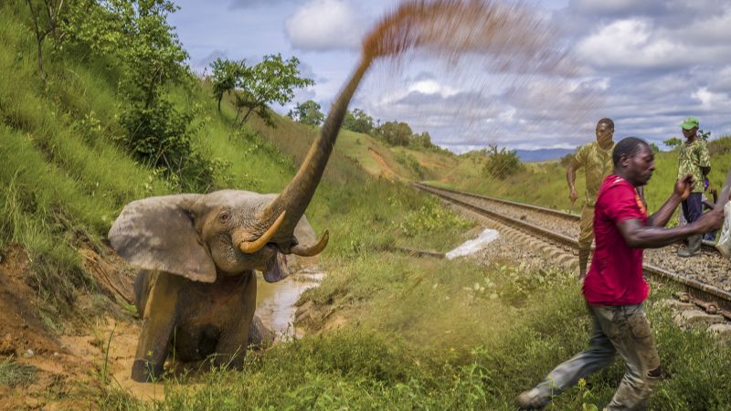 "Captivating Wildlife Images Unveiled in Highly Commended Wildlife Photographer of the Year 2023"