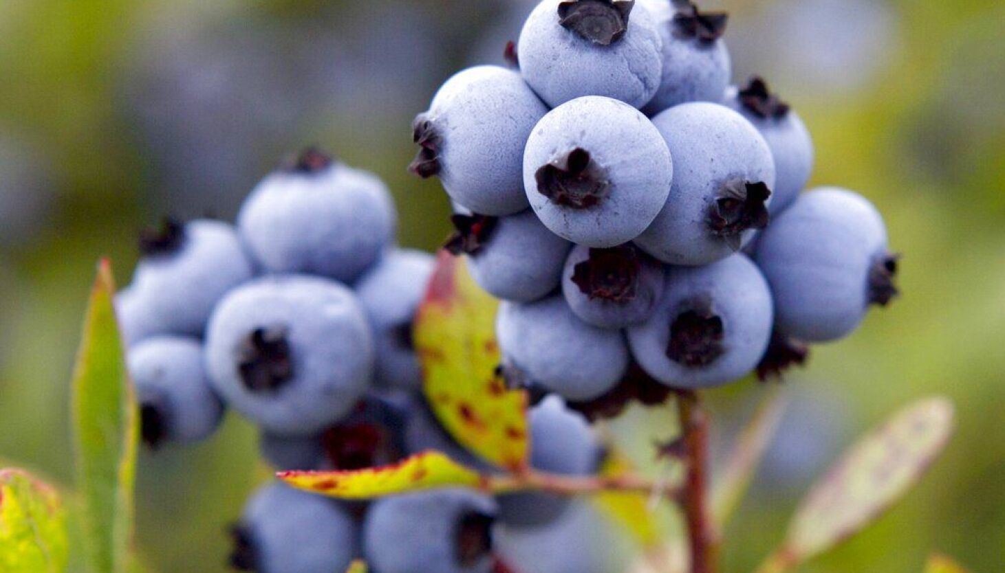 Featured image for "Unlocking the Power of Superfoods: 5 Essential Boosters for Optimal Health"