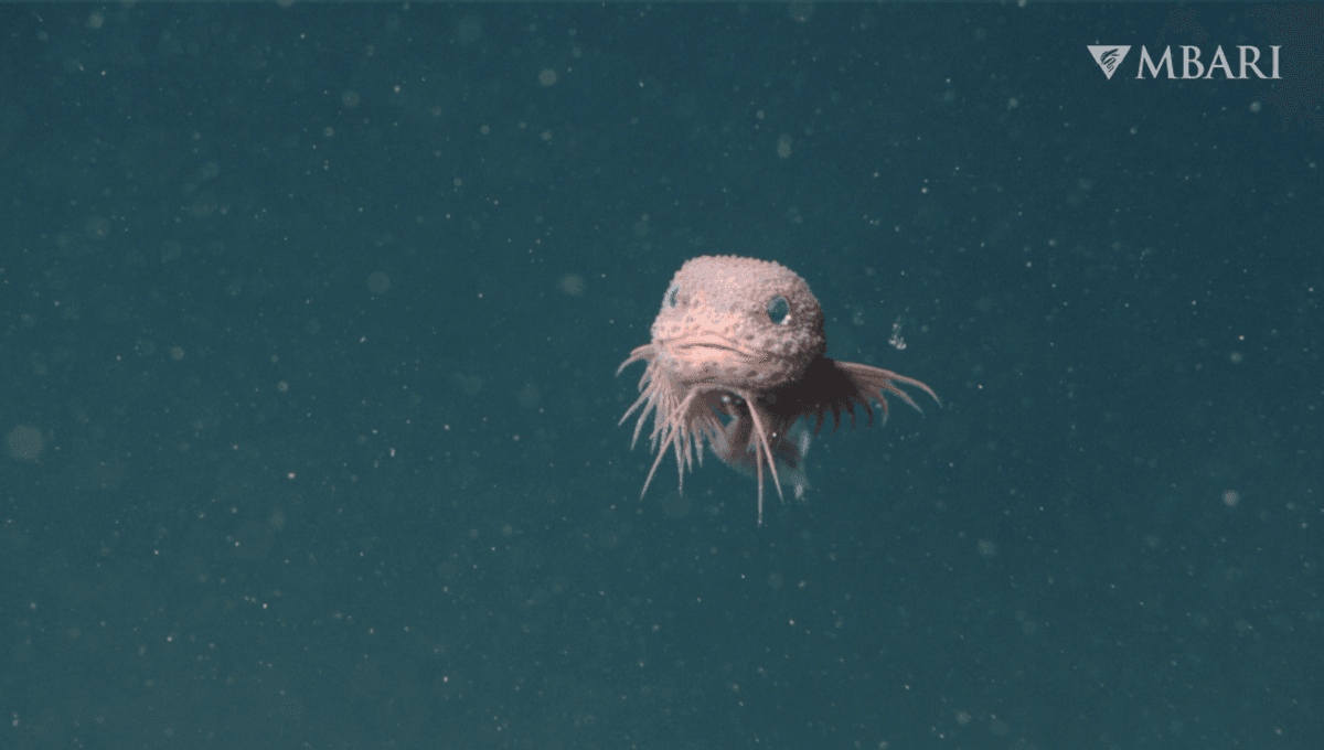 Featured image for Scientists Discover a New, Pokémon-Like Deep-Sea Snailfish