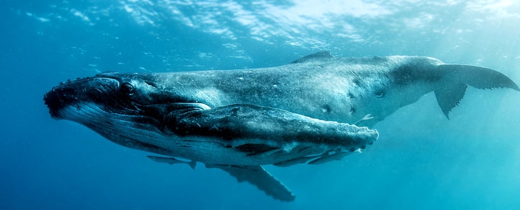 Featured image for "Scientists Bridge Communication Gap: Talking to Whales as Preparation for Alien Encounter"