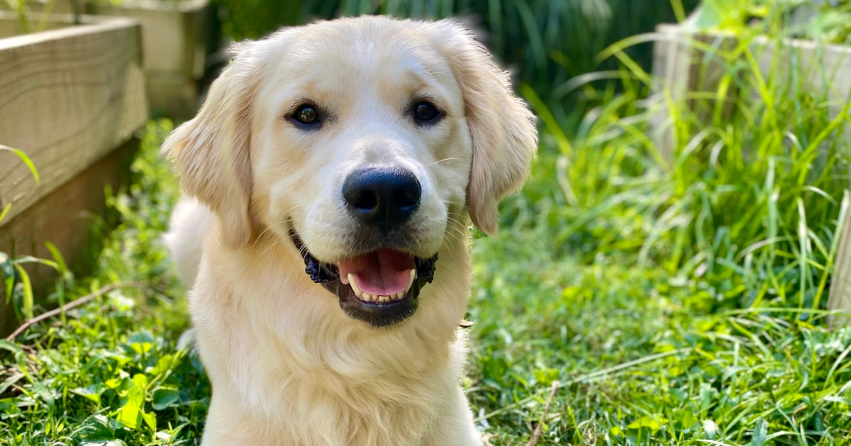 Featured image for Golden Retriever Caught Stealing Mom's Painting Supplies