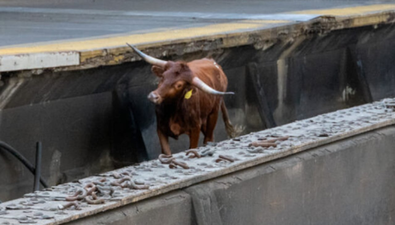 Featured image for "Bull's Escape: From Train Tracks to Animal Sanctuary, Ricardo Finds a New Home"