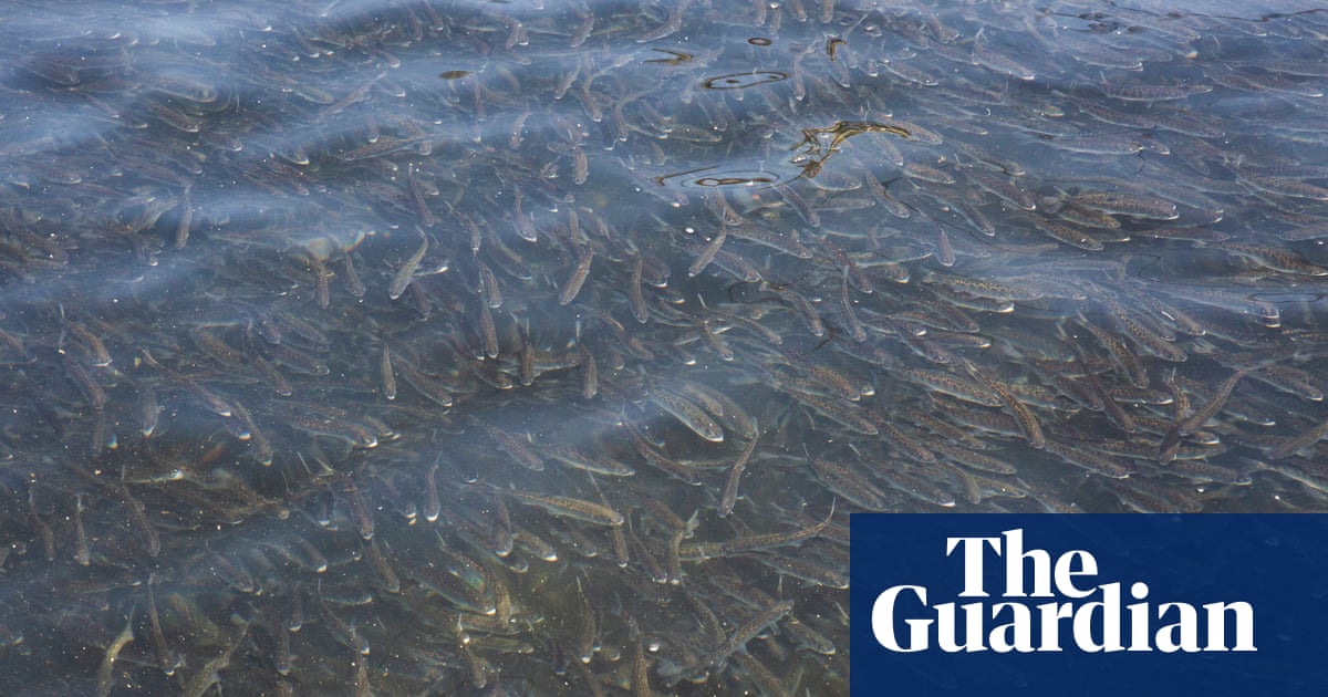 "Oregon Truck Crash Leads to Thousands of Young Salmon Surviving by Dropping into Nearby Creek"