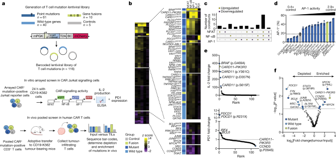 Featured image for "Supercharged T Cell Mutations Revolutionize Cancer Immunotherapy"