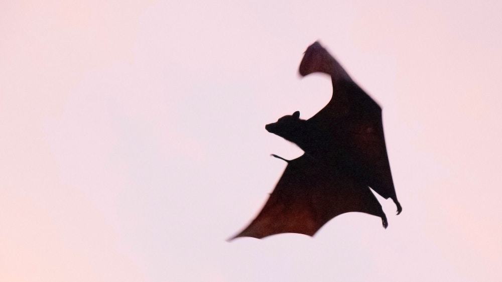 Featured image for Vampire Bats: A Growing Threat in the US